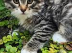 Gili - Siberian Kitten For Sale - 