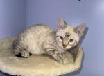 Snow Flake - Bengal Kitten For Sale - Newark, NJ, US