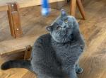 Oxford - British Shorthair Cat For Sale/Service - 