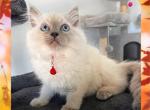 Jasper Blue Pointed Ragdoll Male - Ragdoll Kitten For Sale - Puyallup, WA, US