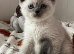 Patron - British Shorthair Kitten For Sale - New York, NY, US