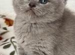 Linda - British Shorthair Kitten For Sale - New York, NY, US