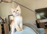 Golden shaded girl - British Shorthair Kitten For Sale - Fontana, CA, US