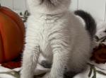 Anabell - British Shorthair Kitten For Sale - New York, NY, US