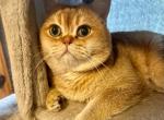 Cambridge - British Shorthair Cat For Sale/Service - 