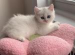 Simba - British Shorthair Kitten For Sale - Brooklyn, NY, US