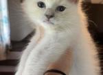 Reduced price Tica lilac male - Ragdoll Kitten For Sale - 