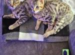 Queen Harleys beautiful babies - Bengal Kitten For Sale - 