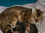 Mikes Bengals - Bengal Kitten For Sale - 