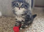 Your choice - Siberian Cat For Sale - 