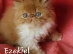 Ezekiel - Exotic Kitten For Sale - Lemont, IL, US