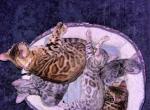 Finnie - Bengal Kitten For Sale - Miami, FL, US