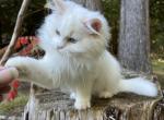 Boo - Minuet Kitten For Sale - West Branch, MI, US