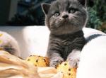 Cuddles - British Shorthair Kitten For Sale - Vancouver, WA, US