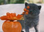 Apollo - British Shorthair Kitten For Sale - Vancouver, WA, US