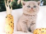 Cleo - British Shorthair Kitten For Sale - 