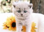 Nala - British Shorthair Kitten For Sale - Vancouver, WA, US