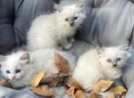 Ragdoll kittens - Ragdoll Kitten For Sale - 