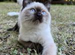 Sunny - Minuet Kitten For Sale - 