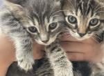 Mikx - Bengal Kitten For Sale - 