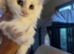 Maine Coon kittens Izzy - Maine Coon Kitten For Sale - Waukesha, WI, US