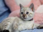 Melody - Bengal Kitten For Sale - 