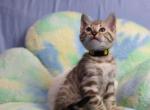 Maru - Bengal Kitten For Sale - 