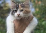 Female - Maine Coon Kitten For Sale - Springfield, MA, US