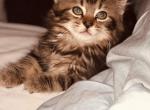 Felines de Queens - American Longhair Kitten For Sale - Woodside, NY, US