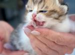 Queen Eve B Litter - Scottish Fold Kitten For Sale - 