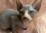 Lora - Sphynx Kitten For Sale - 