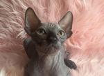 Masik - Sphynx Kitten For Sale - 