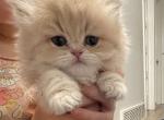 Special 11 gold - British Shorthair Kitten For Sale - Des Moines, WA, US