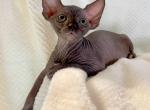 Kasper - Sphynx Kitten For Sale - Brooklyn, NY, US