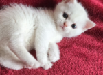 Benzo - Scottish Straight Kitten For Sale - 