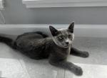 Masha - Russian Blue Kitten For Sale - Agawam, MA, US