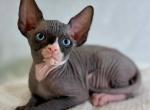 Marat - Sphynx Kitten For Adoption - Brooklyn, NY, US