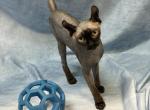 Fifty Shades of Grey Elf - Sphynx Kitten For Sale - 