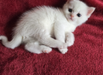 Leonome - Scottish Straight Kitten For Sale - 