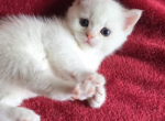 Lovee - Scottish Straight Kitten For Sale - Philadelphia, PA, US