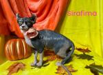 Sirafima - Sphynx Kitten For Sale - Chalfont, PA, US