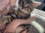 Kitty - Scottish Straight Kitten For Sale - Vancouver, WA, US