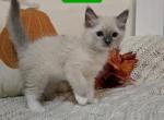 Blue point kittens - Ragdoll Kitten For Sale - Quakertown, PA, US