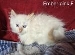 Flame Point Balinese Siamese - Siamese Kitten For Sale - 