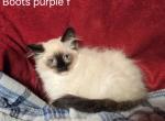 Snowshoe Balinese Siamese - Siamese Kitten For Sale - NY, US