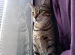 Garden of Lili - Egyptian Mau Kitten For Sale - New York, NY, US