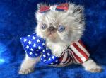 Persian Himalayan Newborn Alert - Persian Kitten For Sale - Long Beach, CA, US