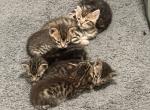 Bengal Beauties - Bengal Kitten For Sale - 