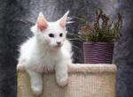 INGRID - Maine Coon Kitten For Sale - Brooklyn, NY, US