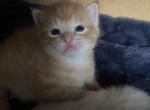 Mango - Domestic Kitten For Sale - Chicago, IL, US